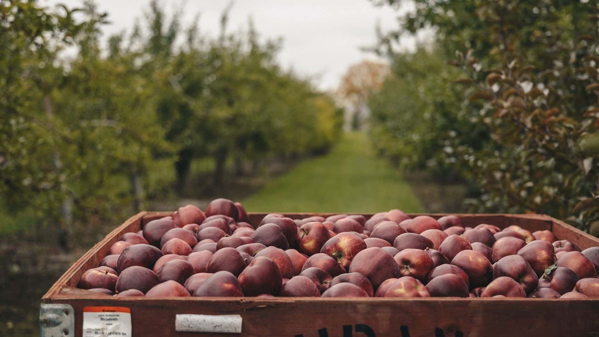 A close up photo of a bin of Apples in an Apple Orchard.