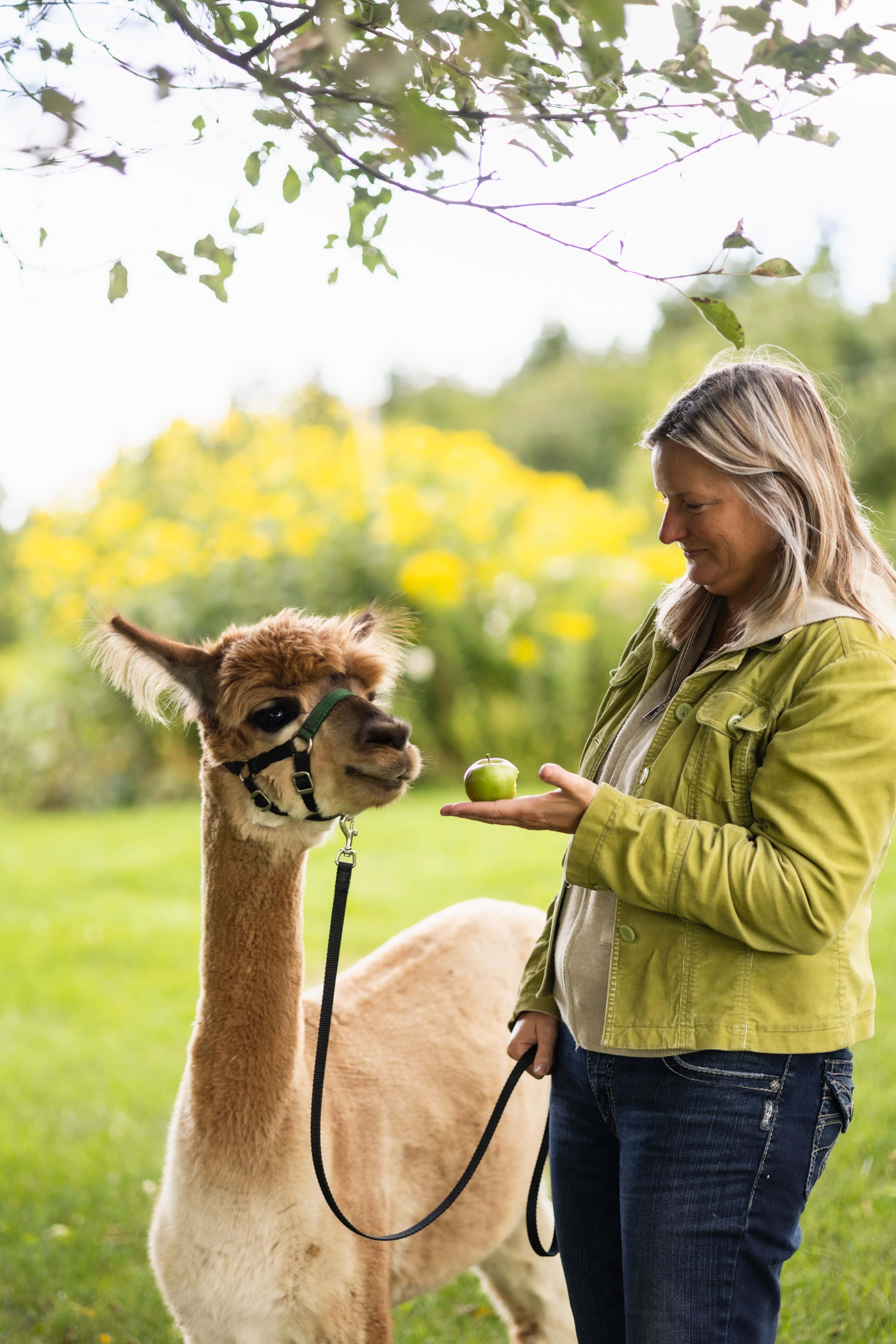 A woman feeding an alpaca an apple on a fall walk through Alpine Alpaca Farm