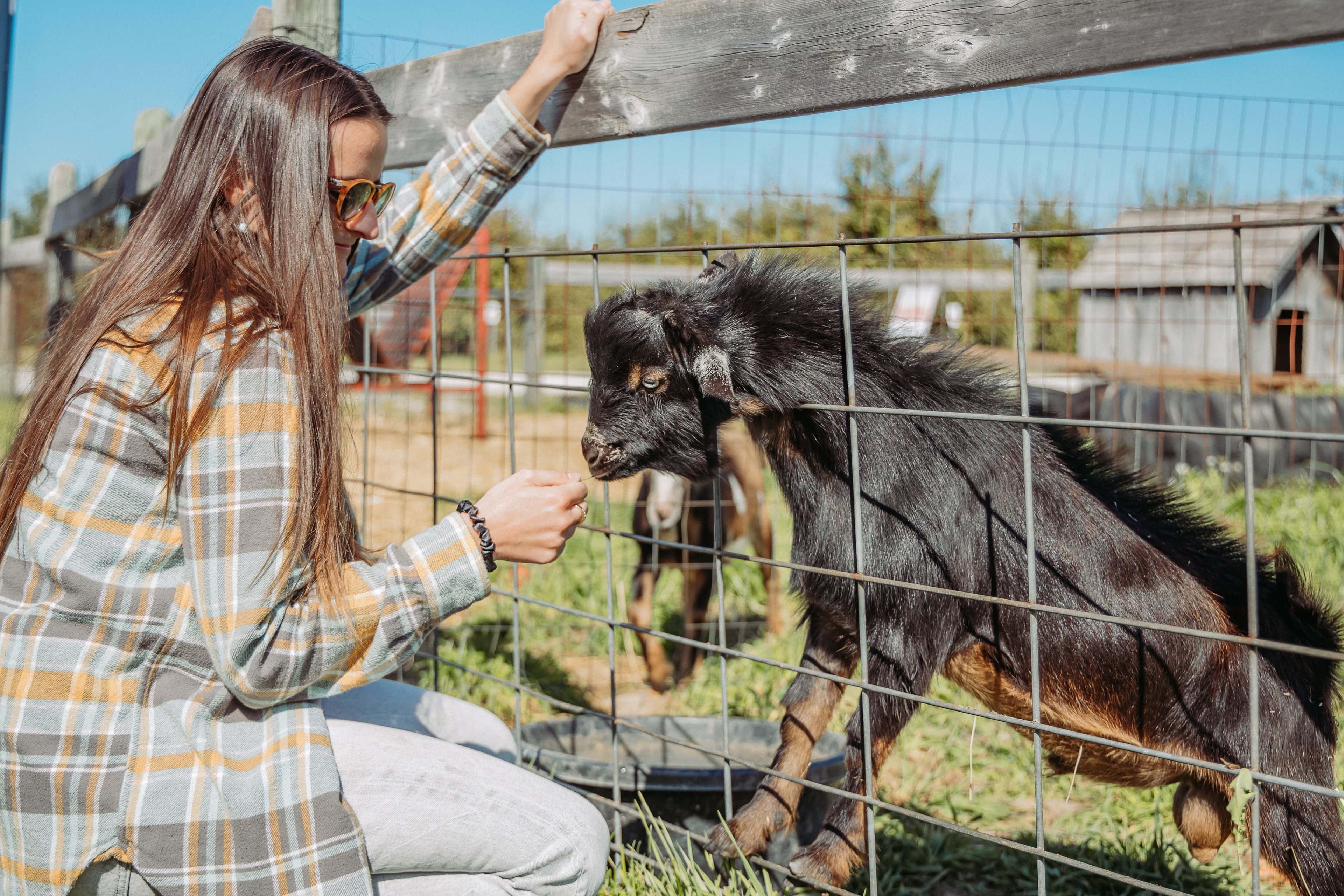 A young woman knelt down to pet the baby goat greeting her through the fence at Good Family Farm.