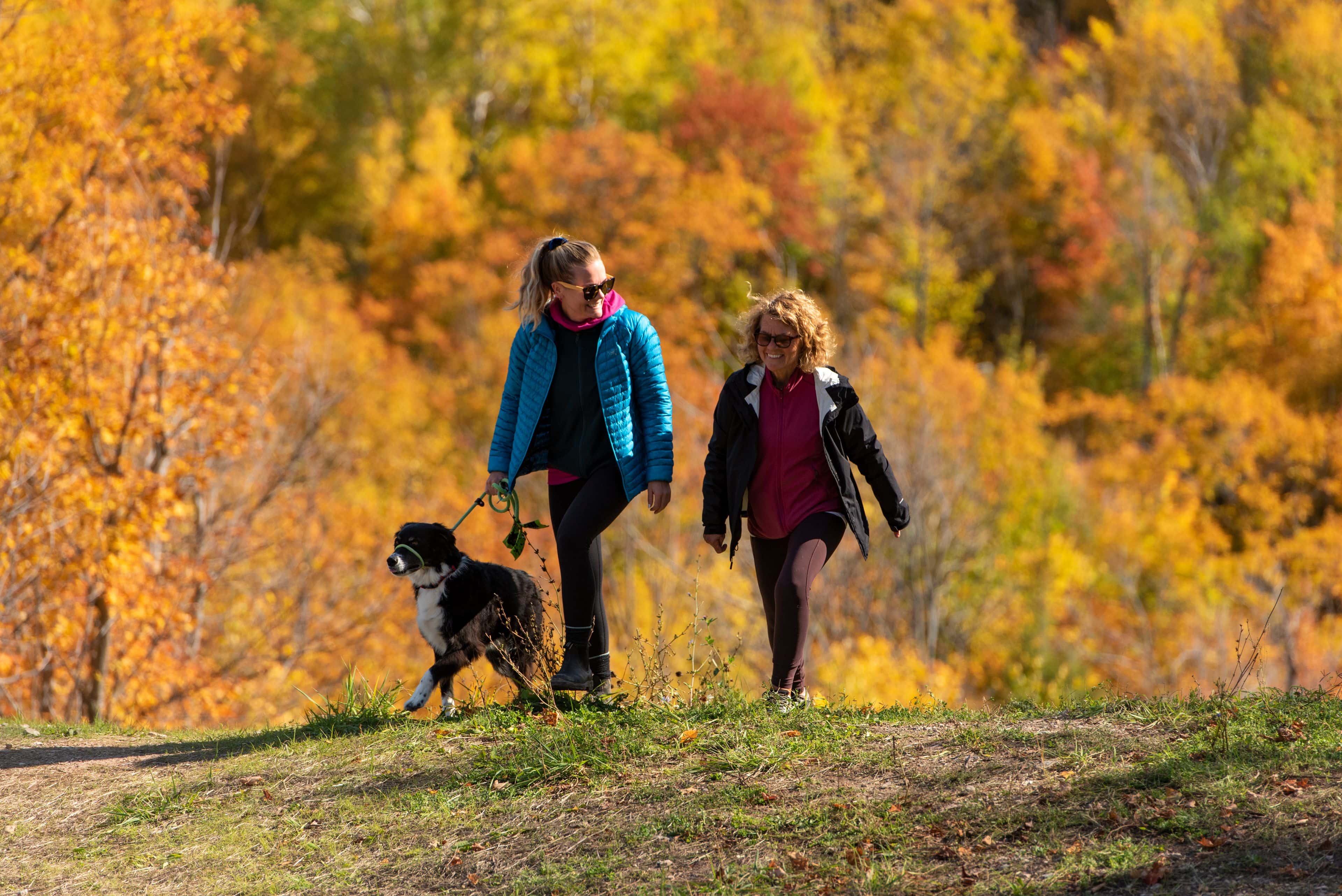 Two women hiking up Blue Mountain Resort trails with their dog, surrounded by a beautiful forest of autumn leaves.