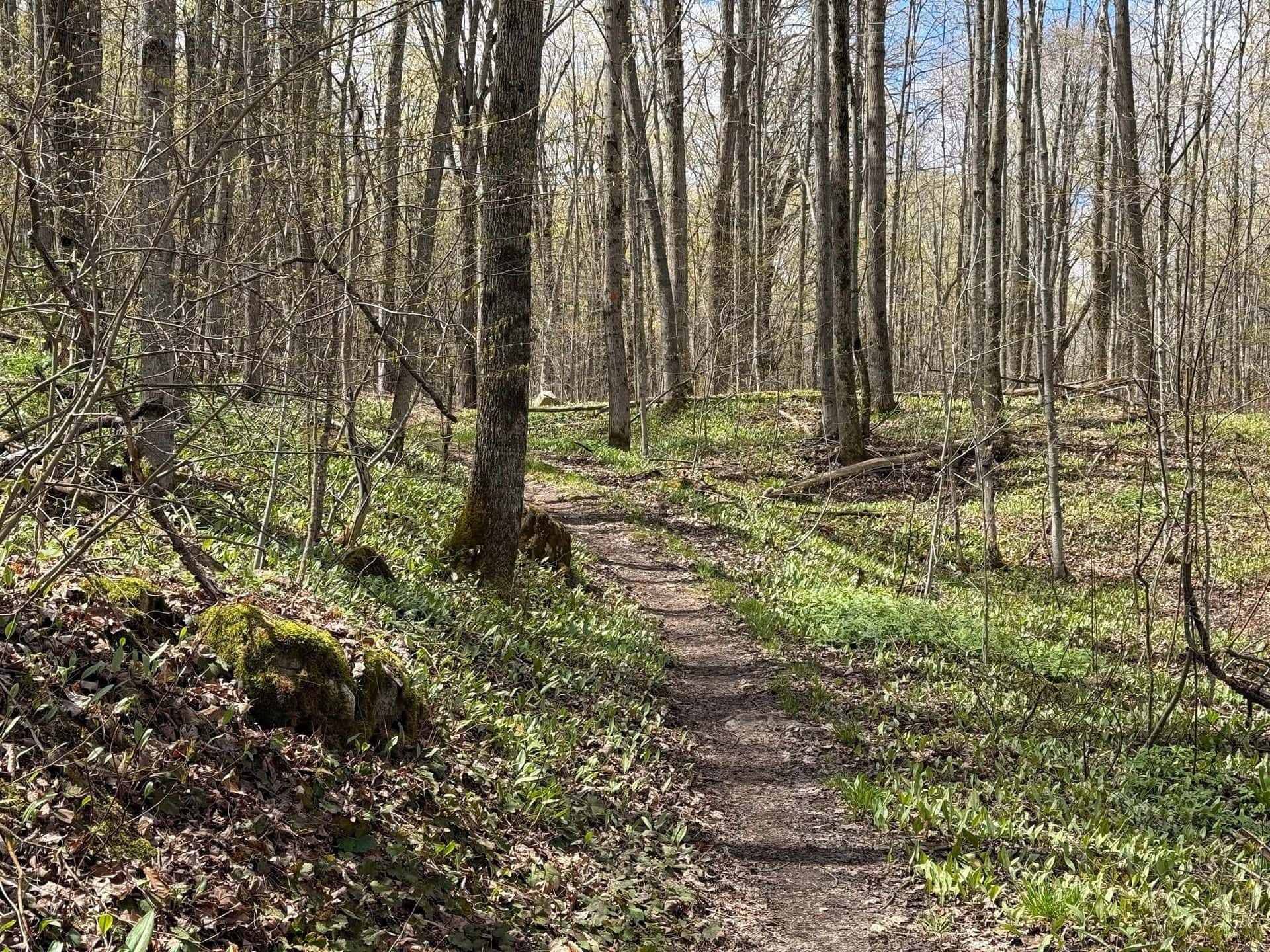Kolapore Uplands Trail in the Spring
