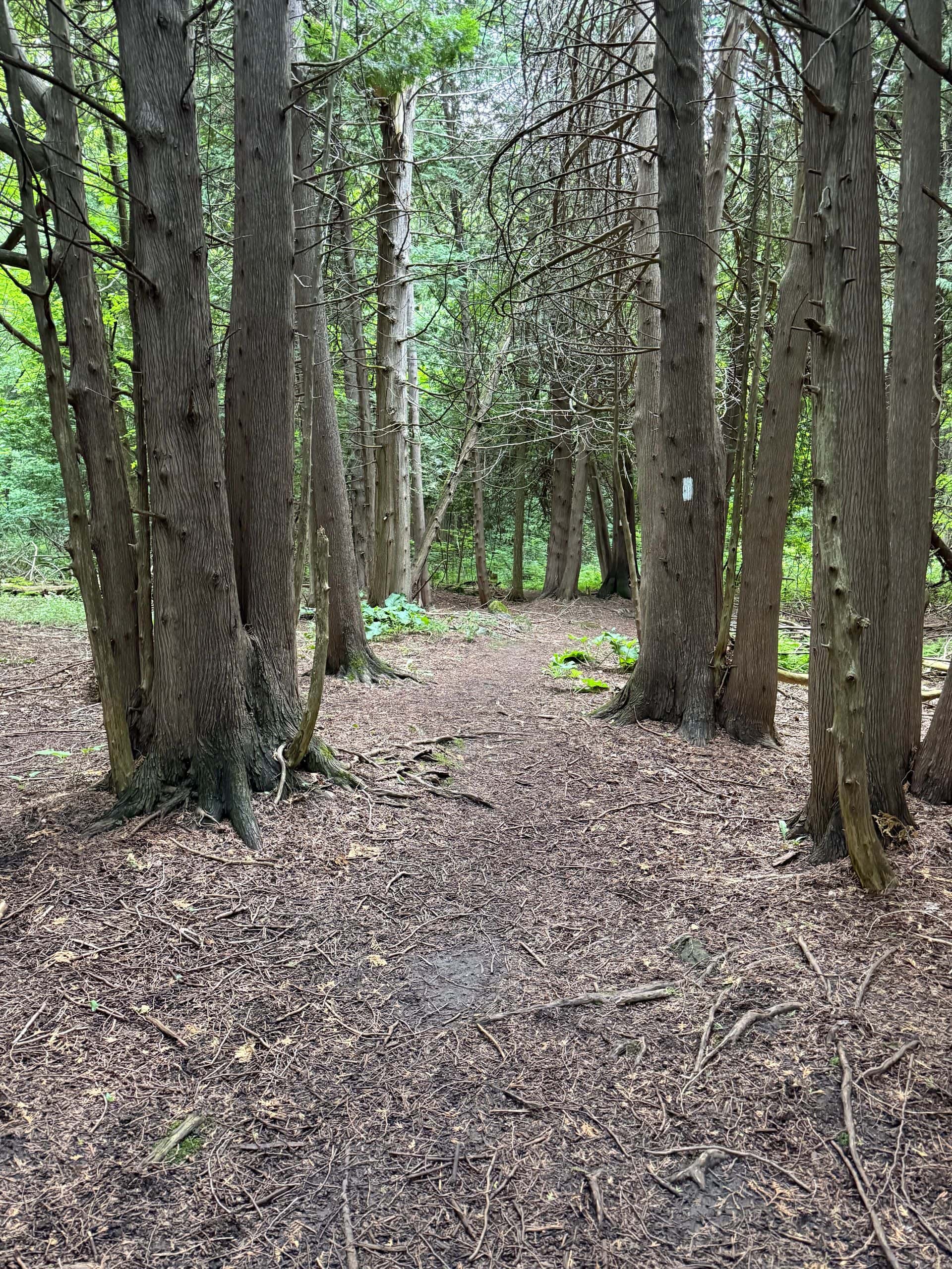 The Bruce Trail at Pretty River Valley Provincial Park