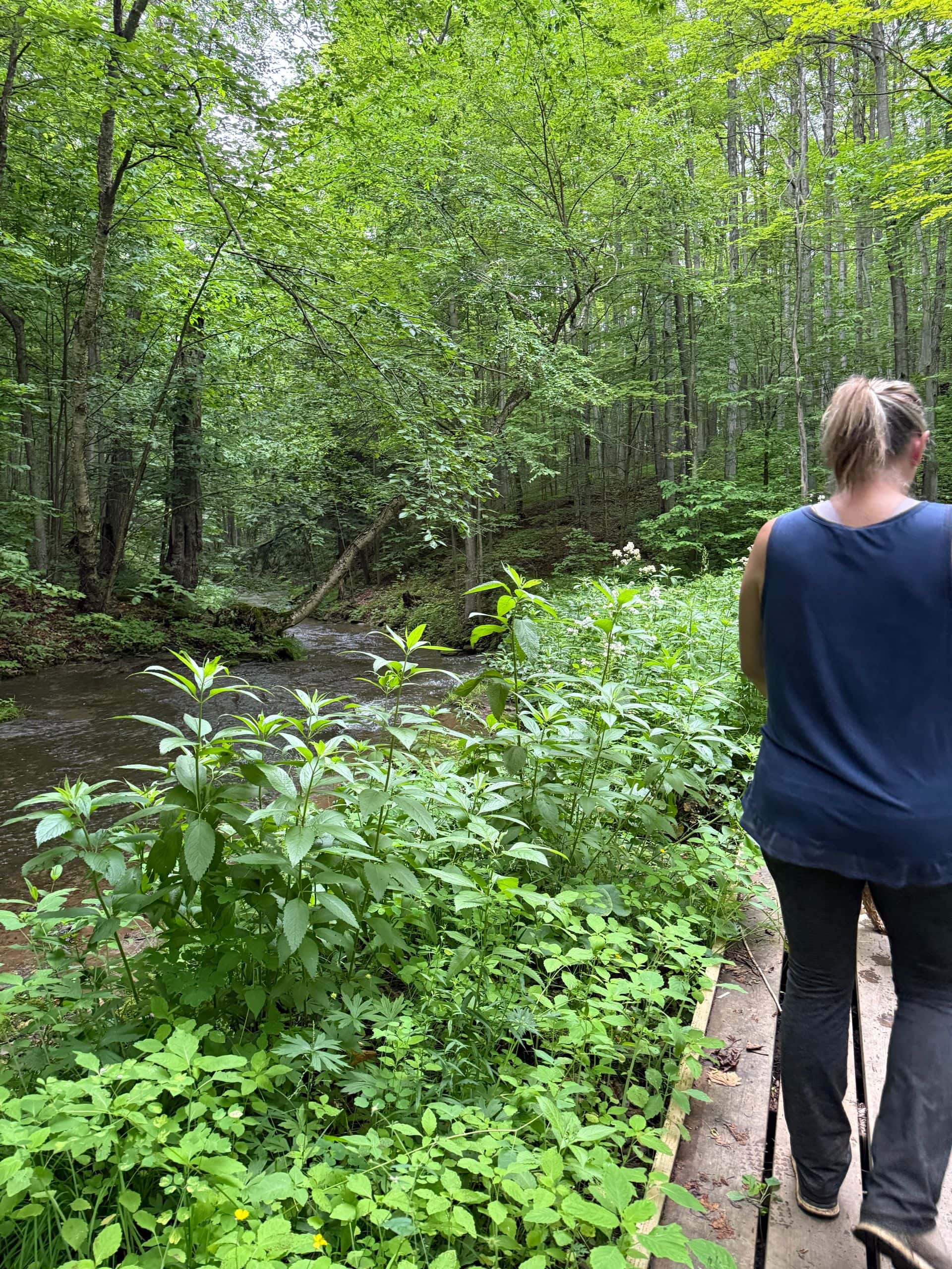 The Bruce Trail