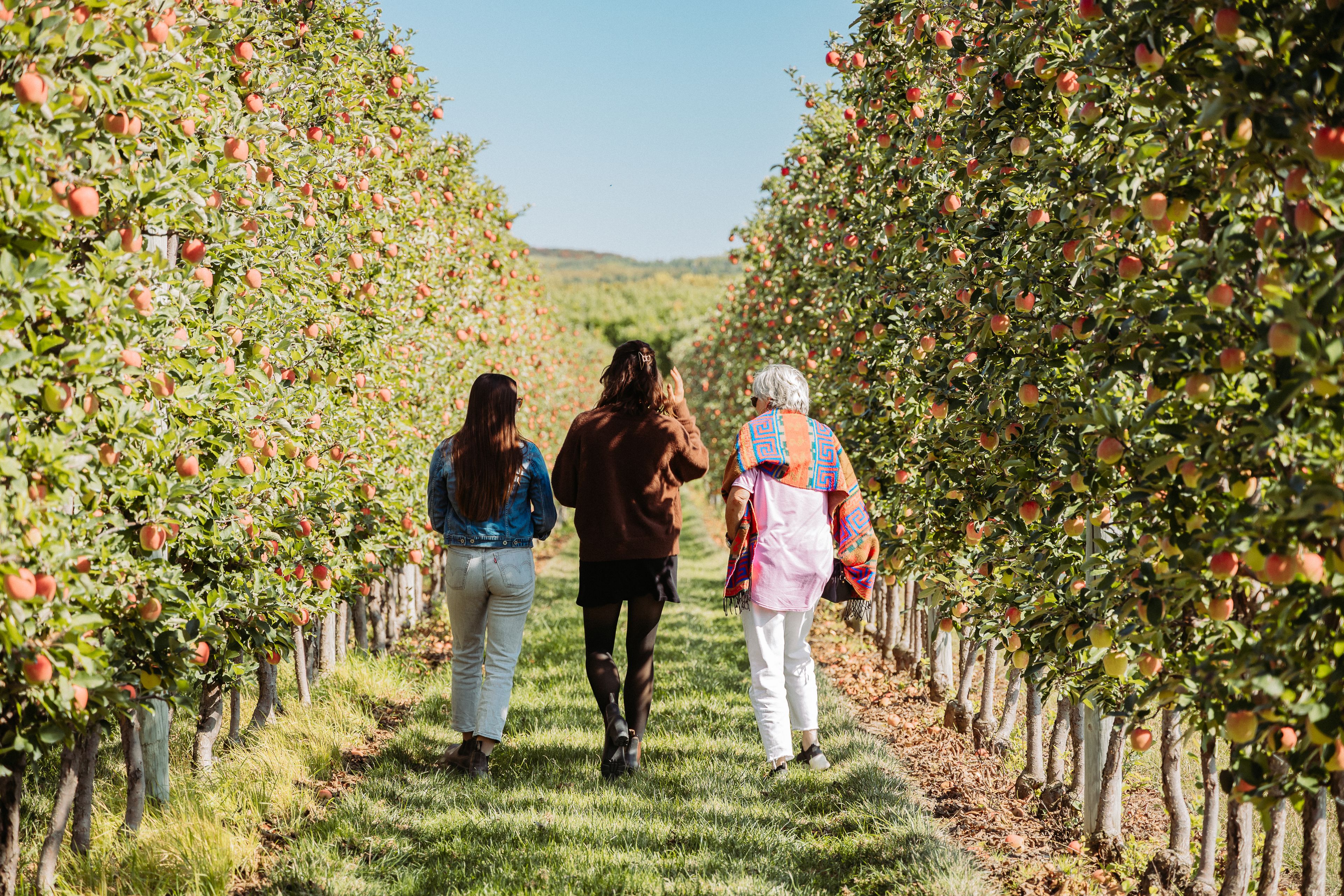 A photo of three ladies walking down an orchard lane. 