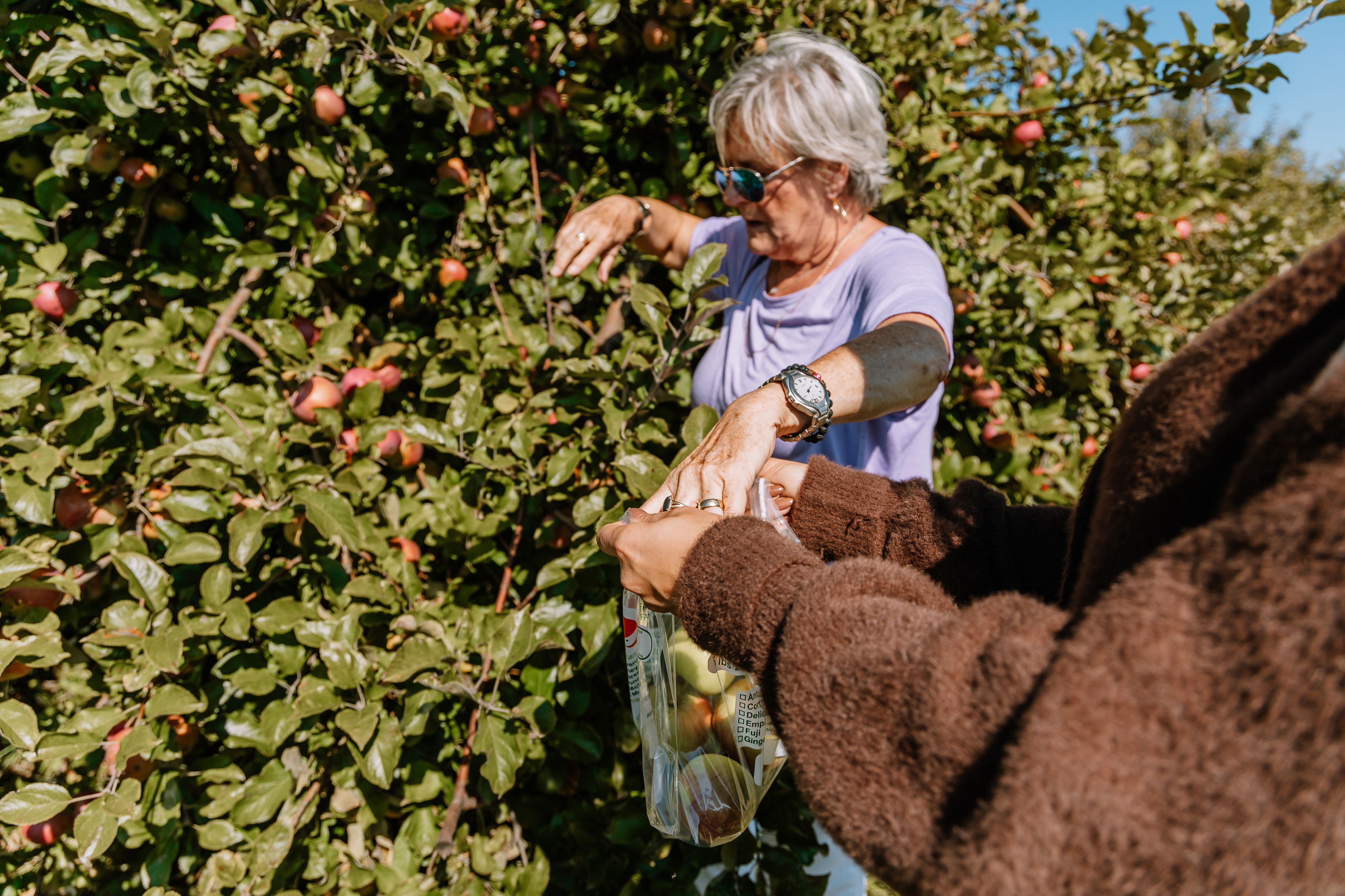 A woman picking her own apples from the orchard, filling up her bag to take home on a Fall day along the Apple Pie Trail