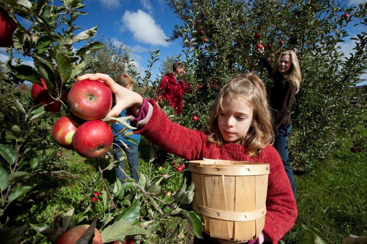 Young girl in the foreground picking her own apples from the local orchard along the Apple Pie Trail in The Blue Mountains