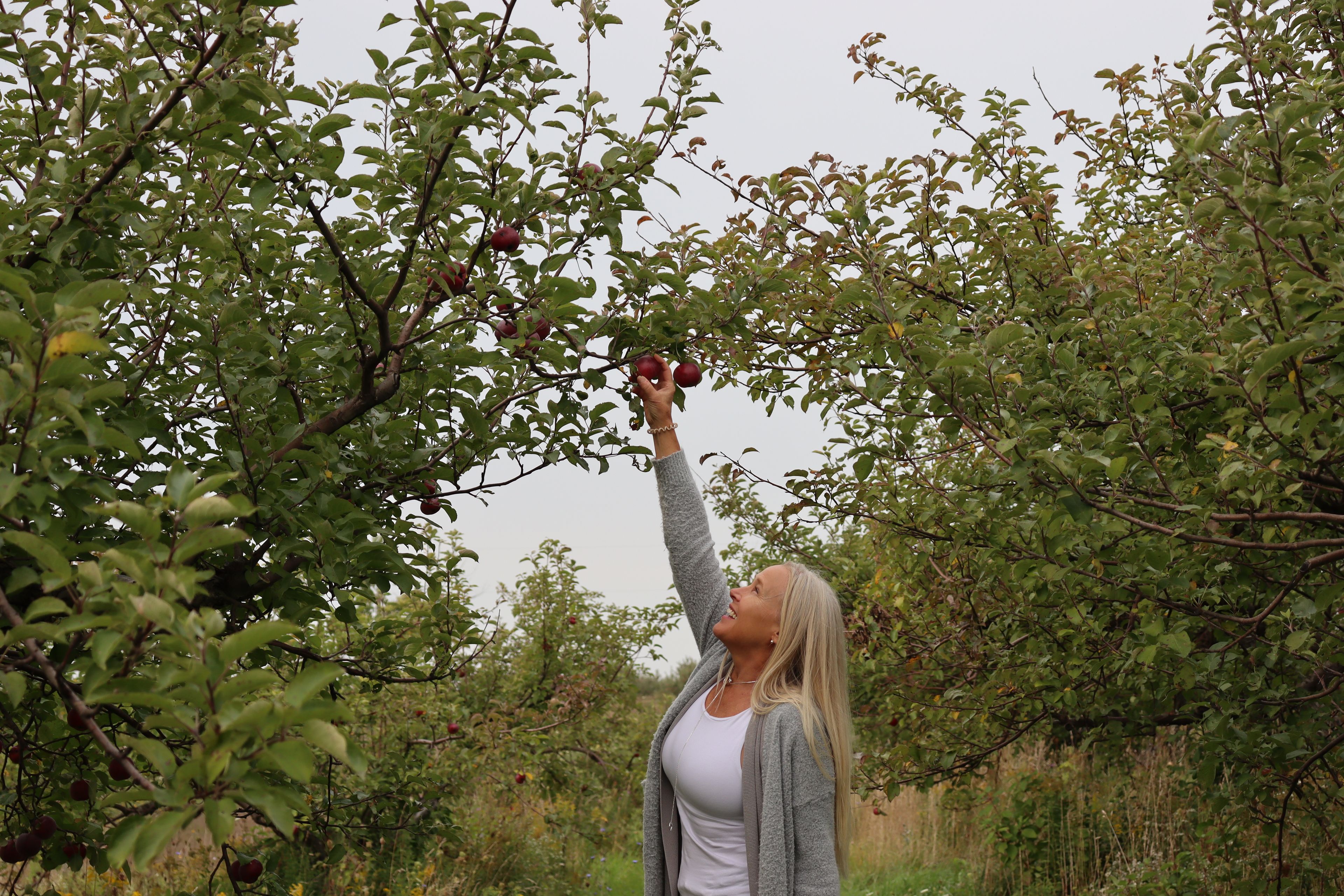 A woman standing in the apple orchard reaches up high to pick a fresh apple off the tree in Clarksburg.